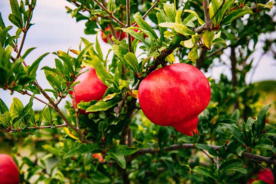 Premium Pomegranate